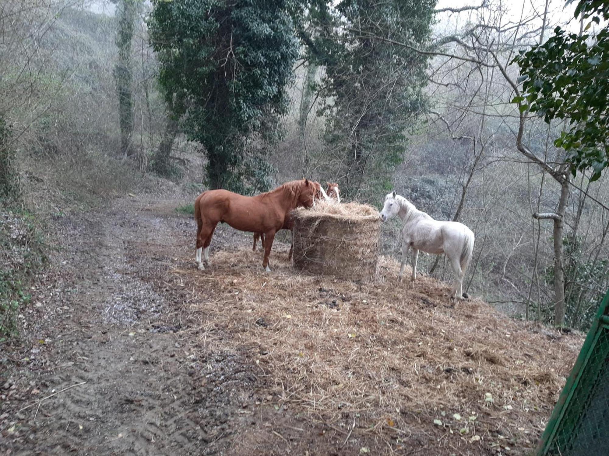 Agriturismo Antica Corte Montatteglia Eksteriør bilde